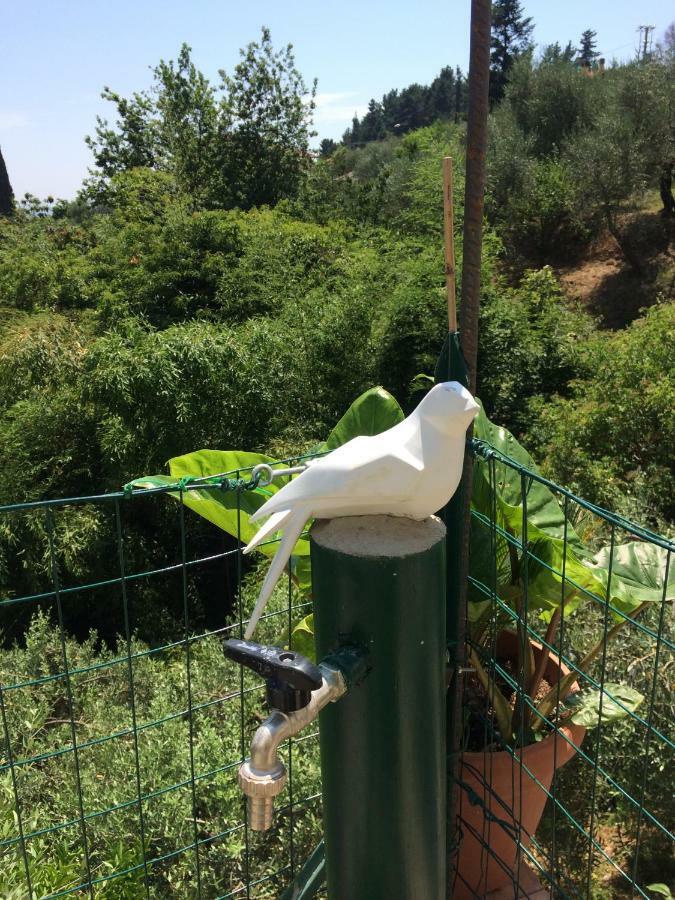 La Casina Delle Rondini Casa de hóspedes Corsanico-Bargecchia Exterior foto